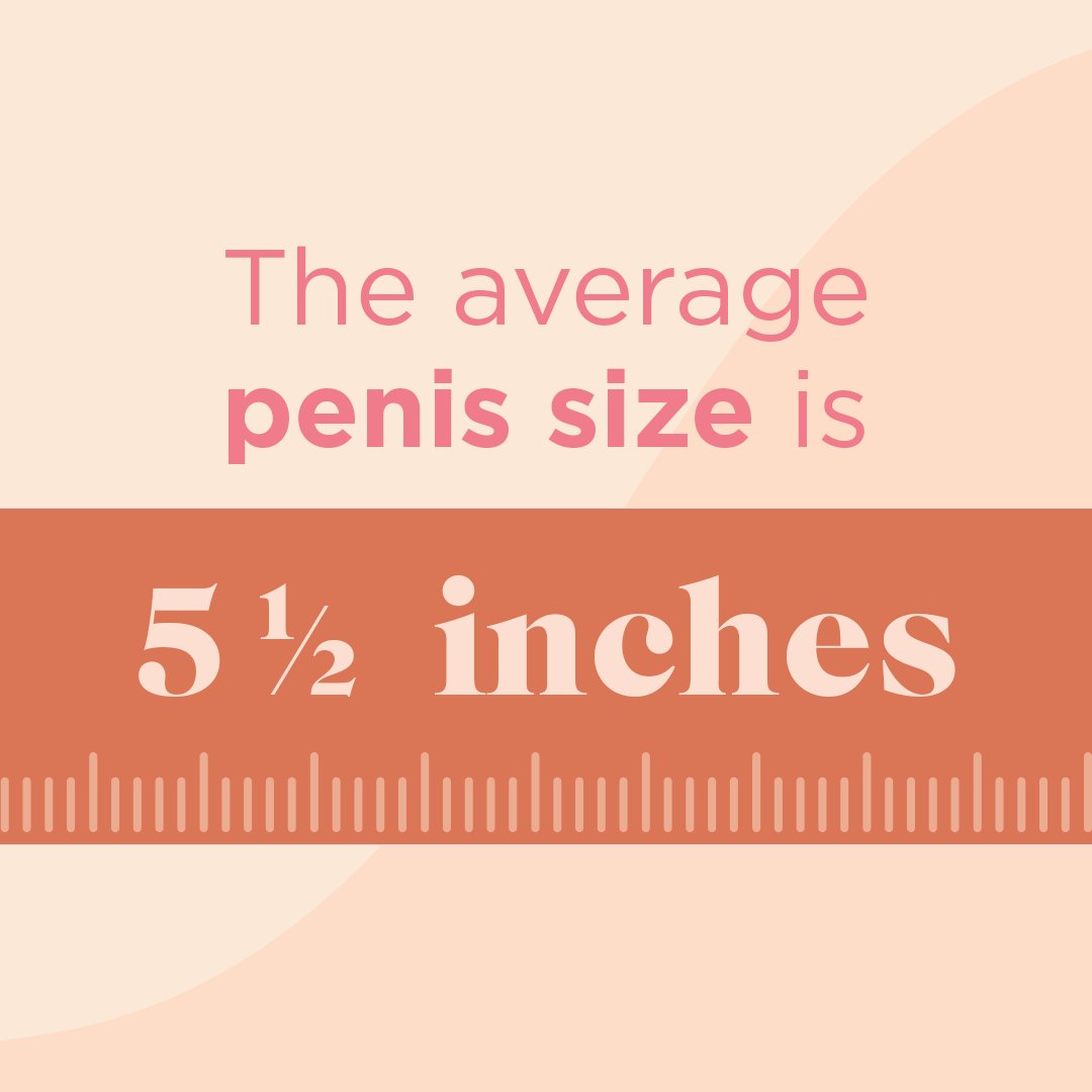 The average penis size is five and a half inches, shown on a ruler